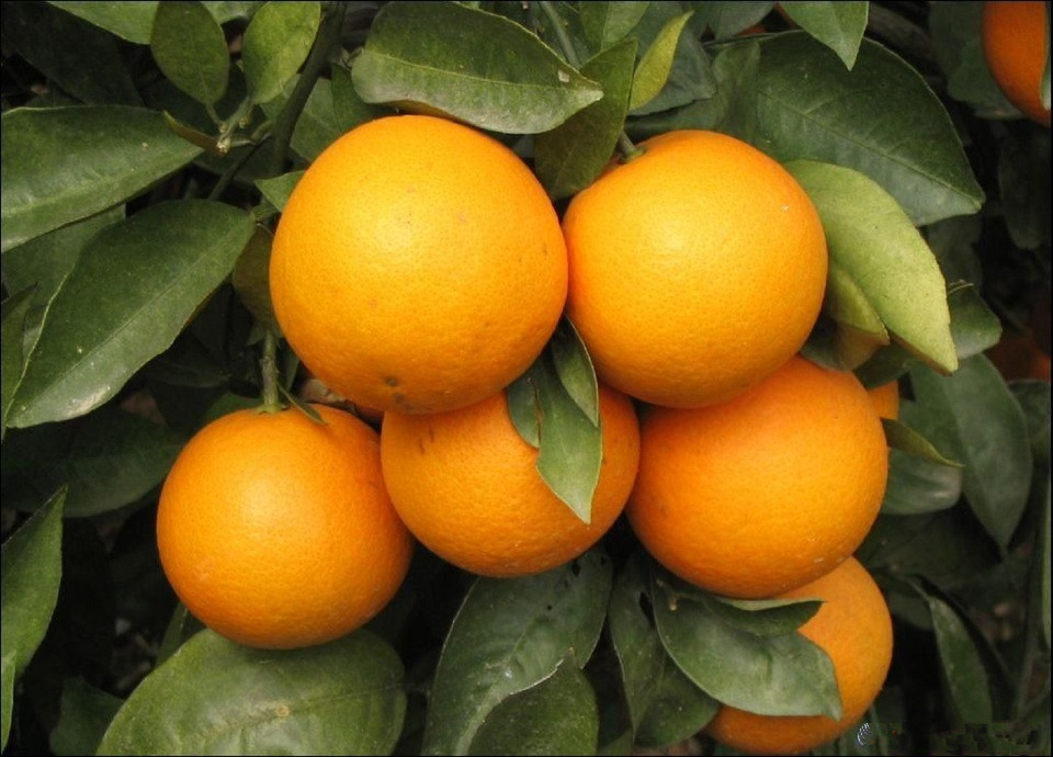 农家水果橙子供应农家水果橙子，现摘新鲜水果夏橙 天然无污染  皮薄多汁口感酸甜 孕妇榨汁特产
