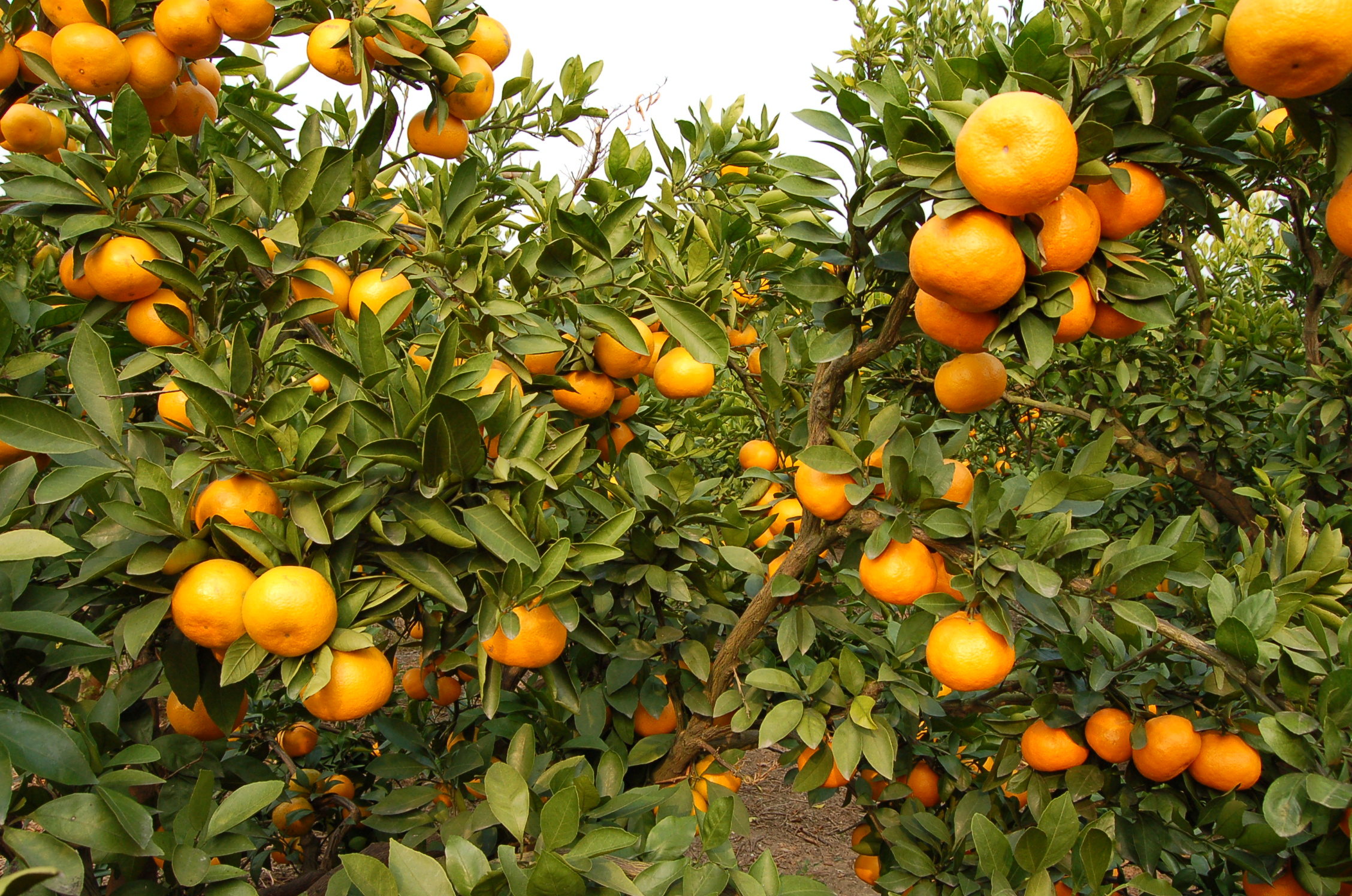 早熟柑橘供应商|早熟柑橘供应电话|早熟柑橘报价