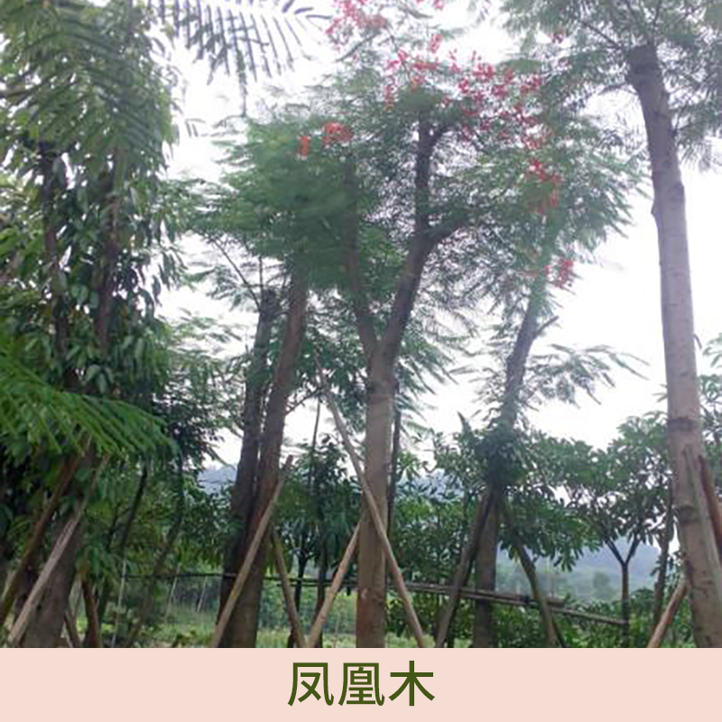 广东揭阳凤凰木种植基地图片
