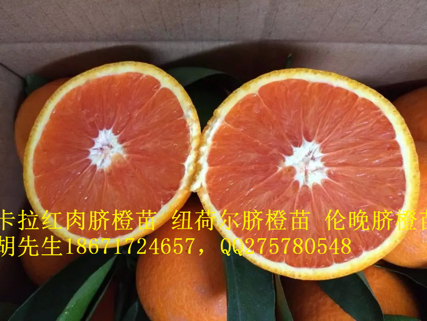 供应用于的2016年红肉脐橙苗血橙苗出售图片
