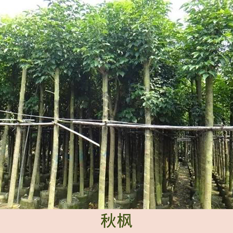 广东秋枫种植基地销售热线