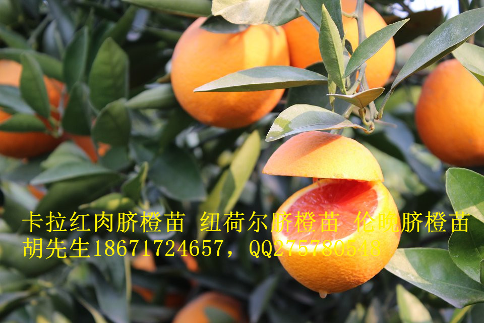 宜昌市2016年红肉脐橙苗血橙苗出售厂家