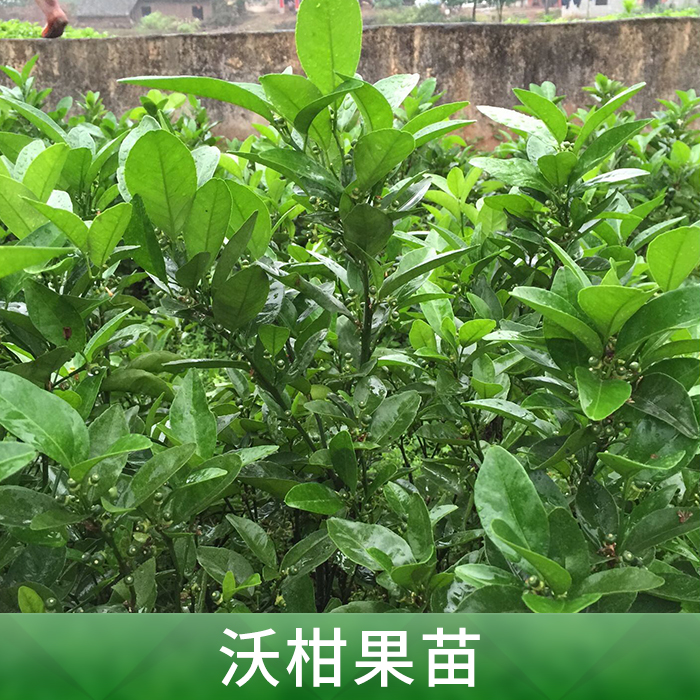 沃柑果苗供应沃柑果苗 批发沃柑果苗 沃柑果苗种植基地 优质沃柑果苗