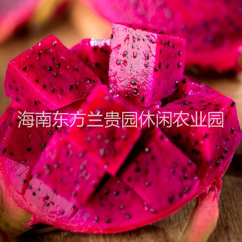 供应用于食用生产的台湾大红金都一号红心火龙果销售图片