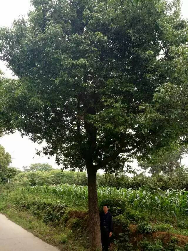 荆州香樟树 移栽香樟 15公分香樟价格