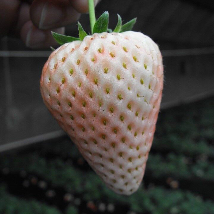 供应小白草莓苗，山东小白草莓苗价格，直销小白草莓苗种苗图片