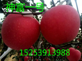 供应用于种植的矮化苹果苗、M9T337矮化苹果