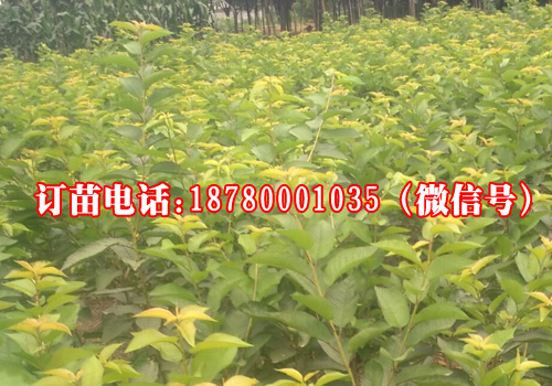 成都市贵州大樱桃苗,提供大樱桃树苗种植厂家