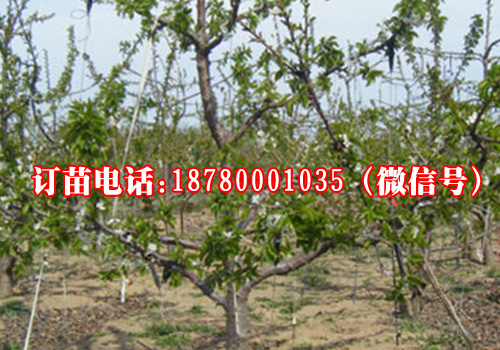 供应贵州大樱桃苗,提供大樱桃树苗种植