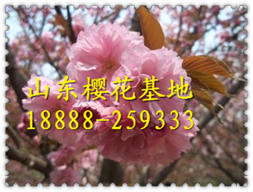 10公分樱花价格10公分樱花价格10公分樱花树价格10公分日本晚樱花价格