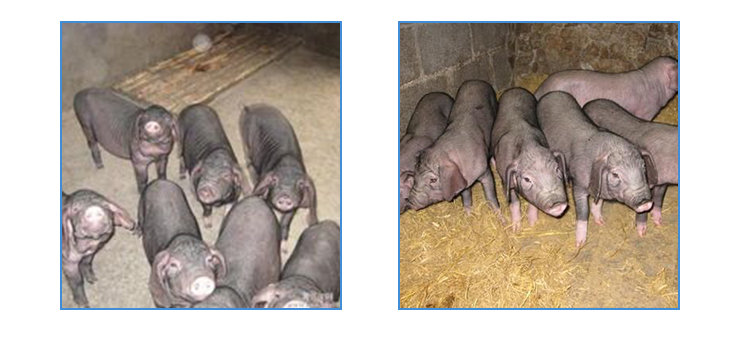 供应用于养殖的母猪  母猪厂家客户青睐  母猪厂家客户好评