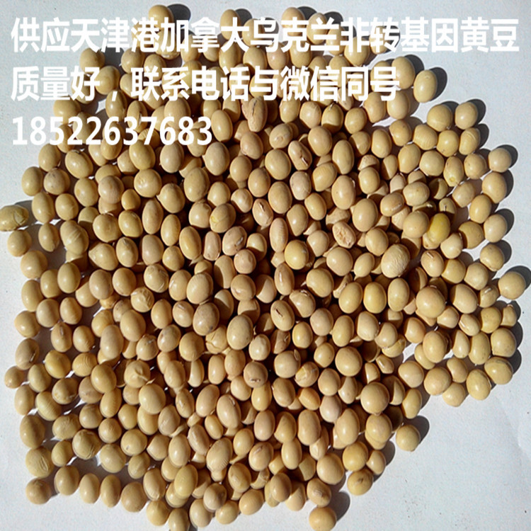 供应用于食品的进口优质加拿大黄豆，乌克兰黄豆，非转基因食品级黄豆图片