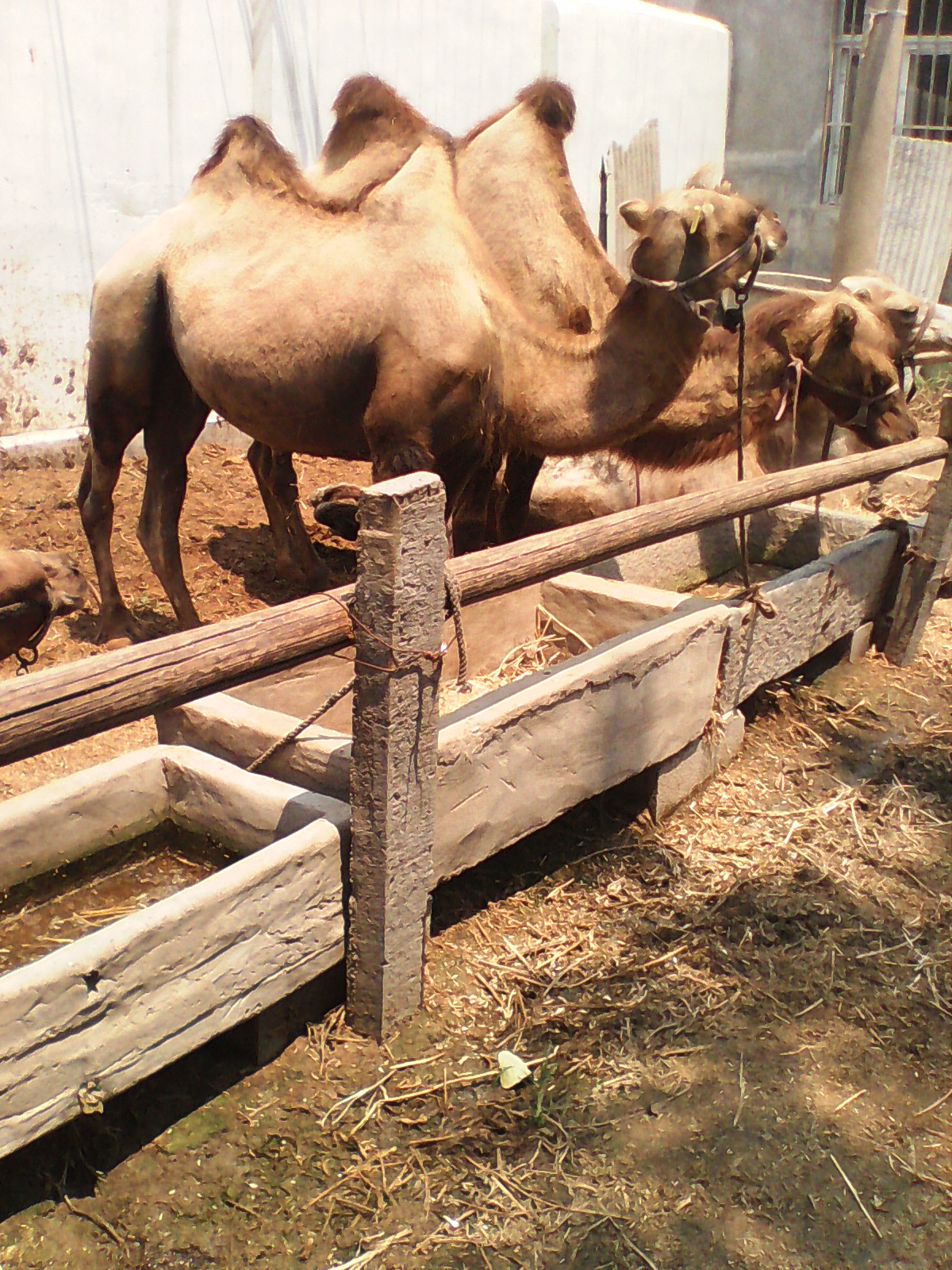 供应用于骑乘、屠宰的使用骆驼奶的好处?图片