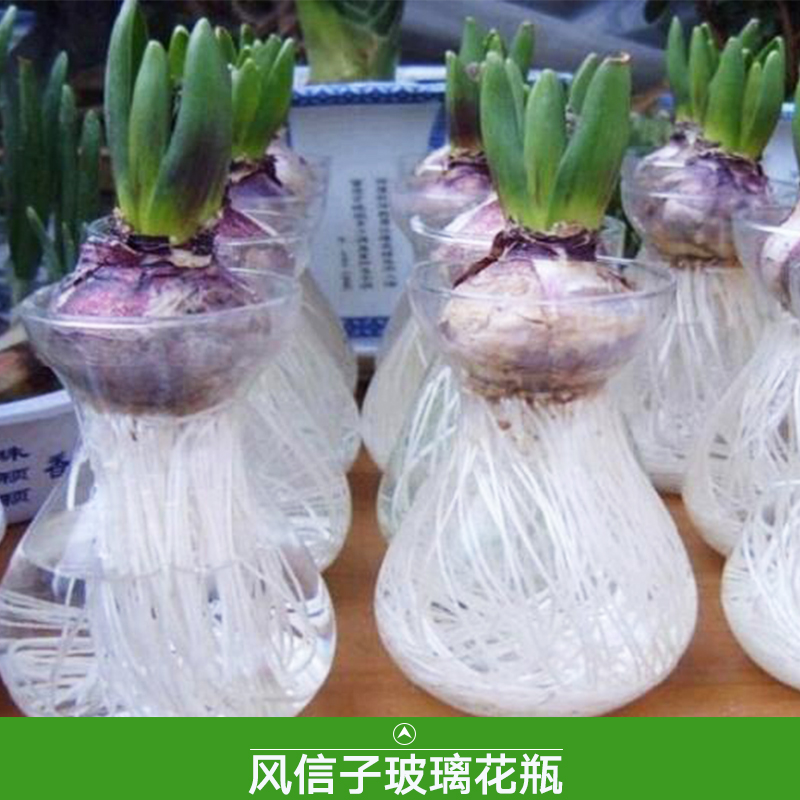 徐州三江玻璃制品供应风信子玻璃花瓶、彩色透明玻璃水培花瓶图片