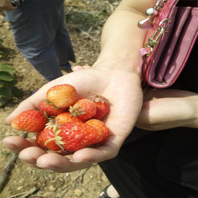 山东章姬草莓苗价格 批发 价格 多少钱一颗 适合大棚种植的草莓苗