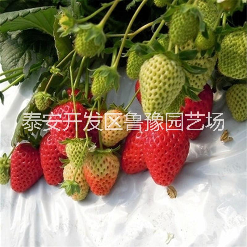 供应草莓苗品种重庆大棚草莓苗多少钱南方哪家有卖草莓苗的图片