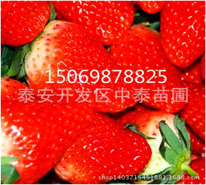 新疆甜宝草莓苗怎么种