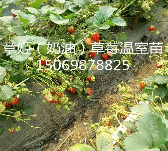 新疆甜宝草莓苗怎么种