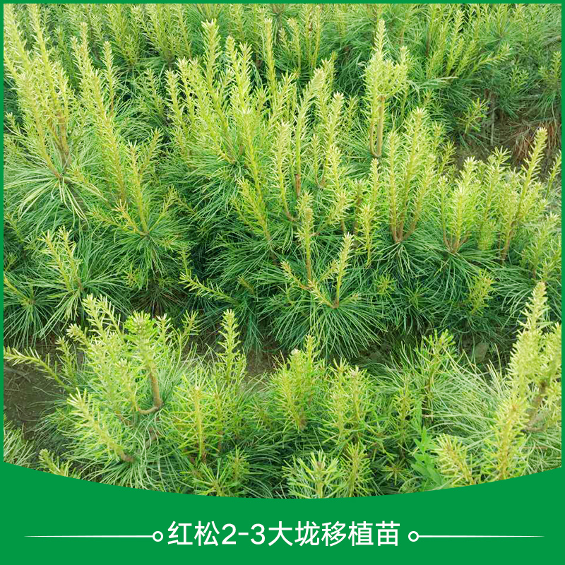 供应红松2-3年大垅移植苗 红松大垅移植苗 红松移植苗 大垅移植苗