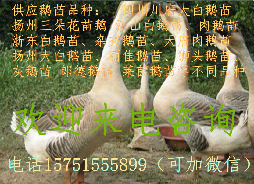 贵州鹅苗养殖  出售鹅苗供应贵州鹅苗养殖  出售鹅苗