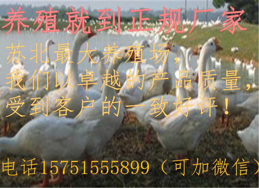 宿迁市贵州鹅苗养殖  出售鹅苗厂家供应贵州鹅苗养殖  出售鹅苗