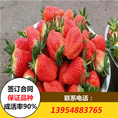 草莓苗批发价格草莓苗批发价格