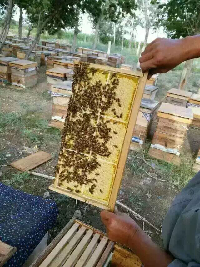 供应蜂巢蜜  如何正确选择蜂巢蜜?
