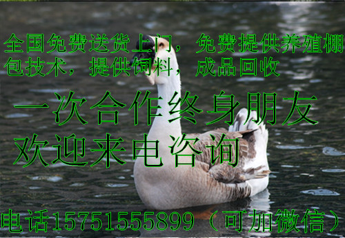 供应贵州鹅苗养殖  出售鹅苗
