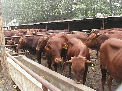 供应用于养殖的3--10个月的利木赞牛图片