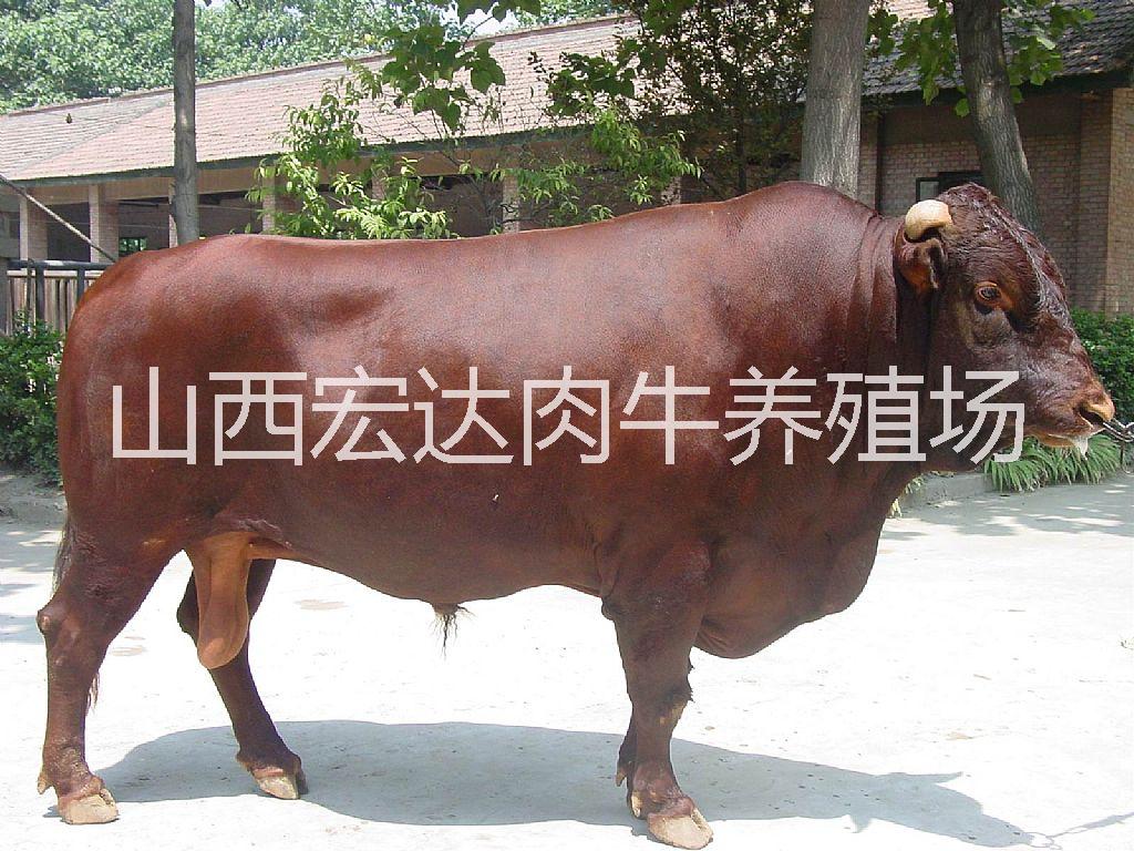 供应用于养殖的利木赞牛，品种好，价格低