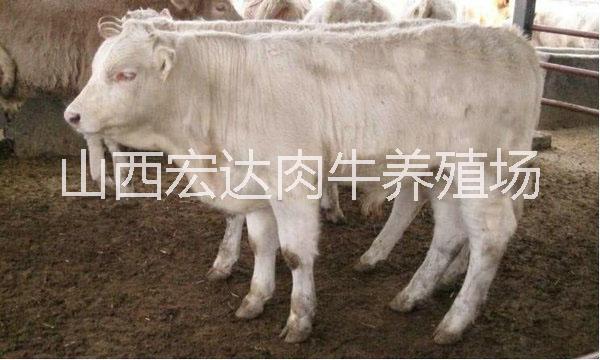 供应用于养殖|繁殖的夏洛莱牛。品种好，价格低，免费运输，货到付款。