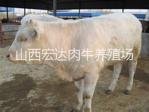 忻州市夏洛莱牛厂家供应用于养殖|繁殖的夏洛莱牛。品种好，价格低，免费运输，货到付款。