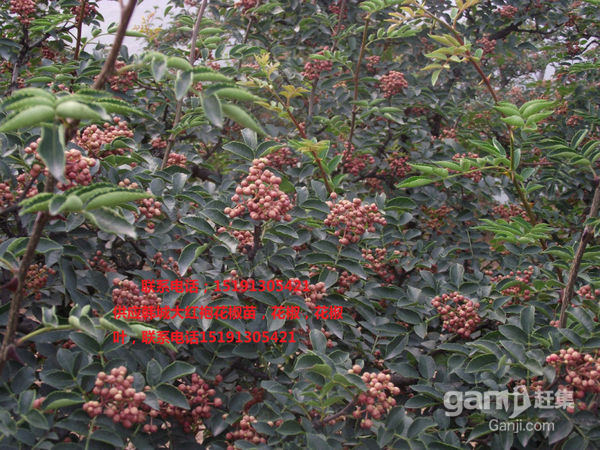 供应用于调味品|围墙|医药的陕西花椒苗，无刺花椒苗，优质花椒