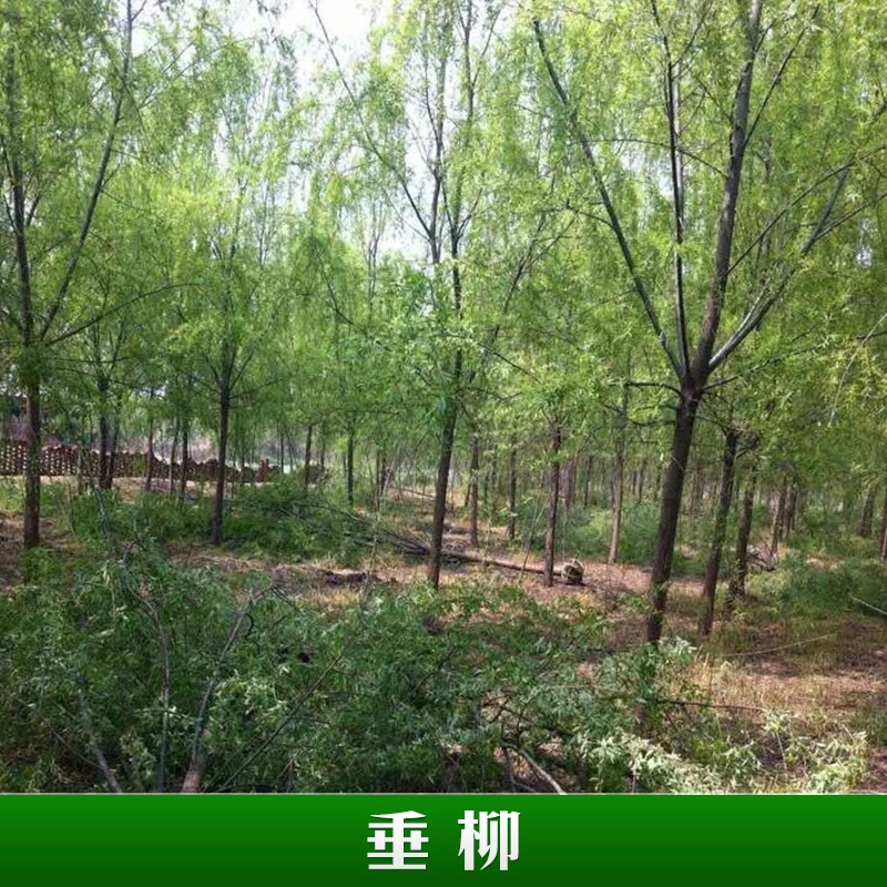 垂柳浙江泗安诚友苗木场供应垂柳 园林绿化可移植垂柳苗木 景观金丝垂柳