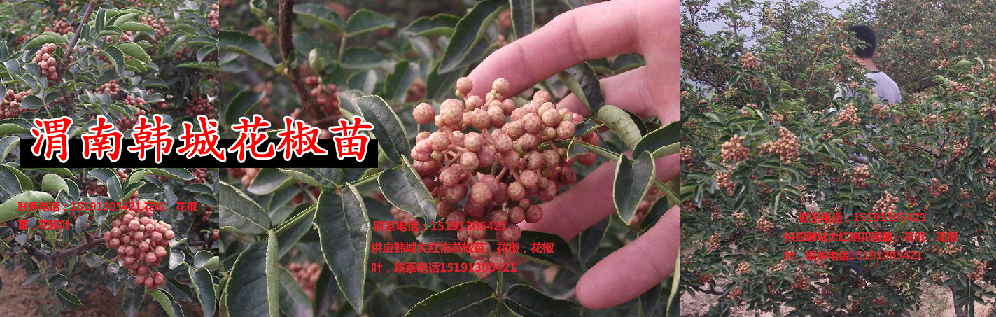 供应用于调味品|围墙|医药的陕西花椒苗，无刺花椒苗，优质花椒