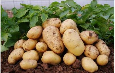 蒙城县利军种植专业合作社供应土豆 安徽土豆