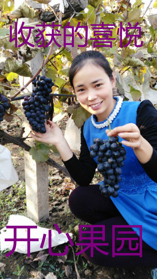 供应用于食用送礼的石家庄超甜的葡萄特好吃的葡萄采摘 非常好吃的黑葡萄摩尔多瓦葡萄 可酿酒的葡萄18632182867图片