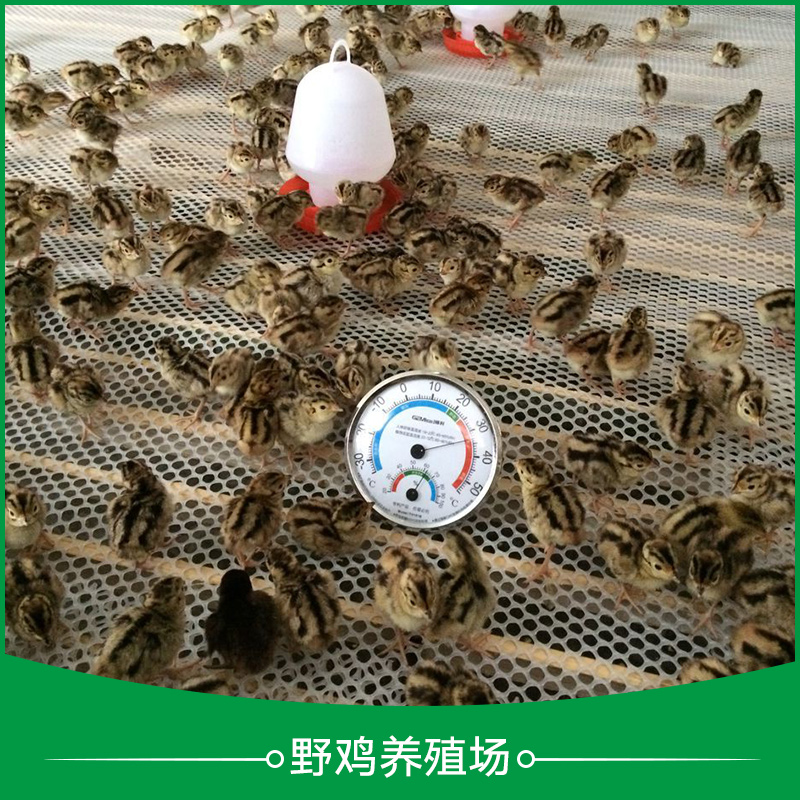 徐州市野鸡养殖场厂家供应野鸡养殖场 江苏野鸡养殖场 野鸡苗养殖场 野鸡苗养殖技术