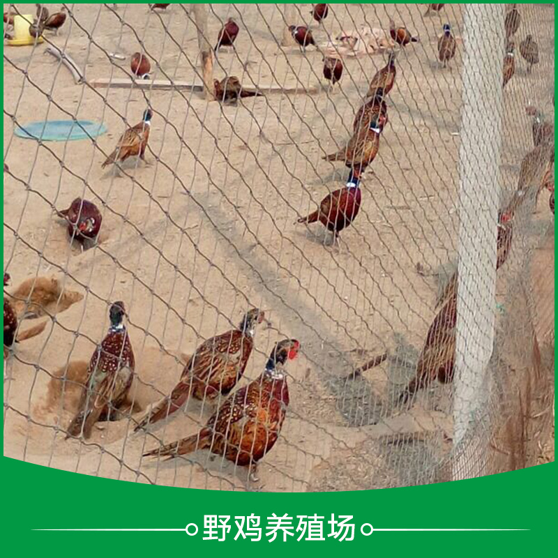 徐州市野鸡养殖场厂家