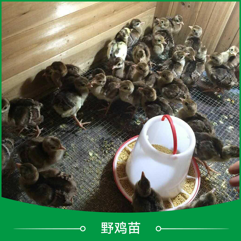 徐州市野鸡苗批发厂家