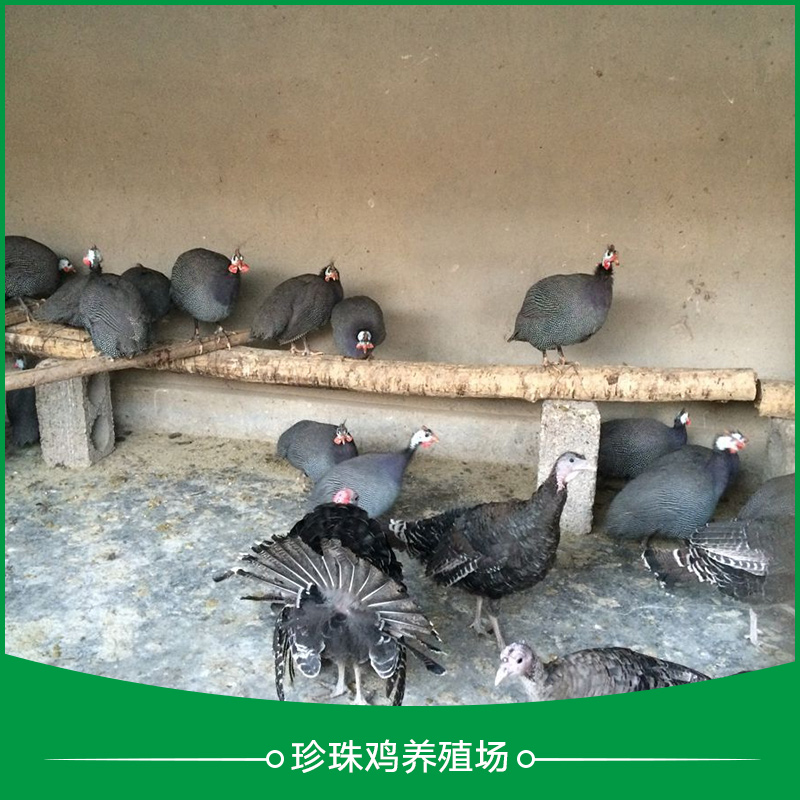 徐州市珍珠鸡养殖场厂家
