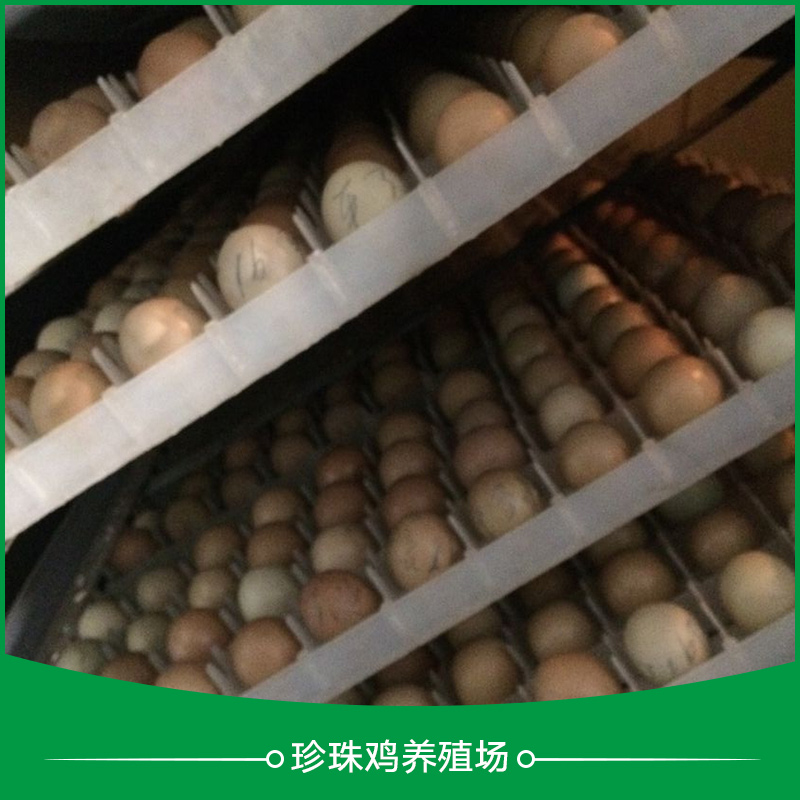 供应珍珠鸡养殖场 江苏珍珠鸡养殖场 珍珠鸡苗养殖场 江苏珍珠鸡苗