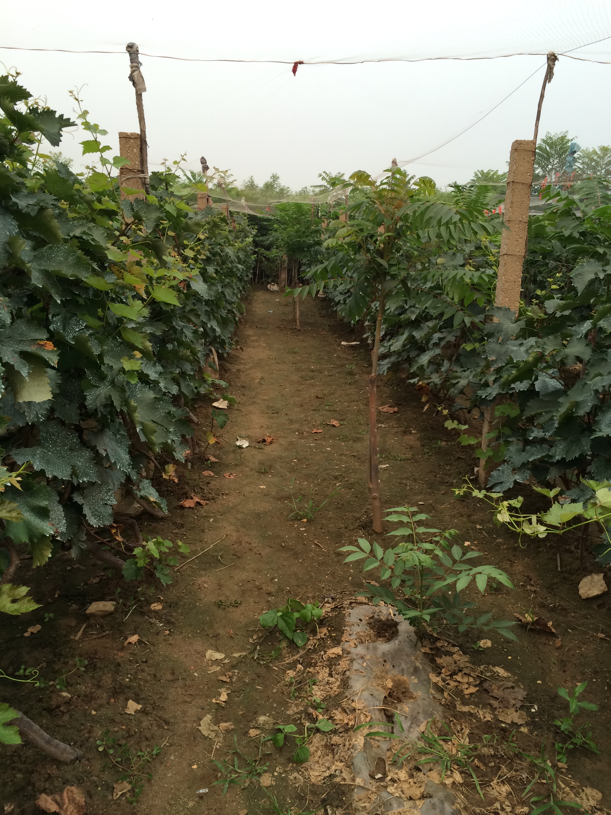 各种葡萄苗泰东园艺场常年供应各种果树苗图片