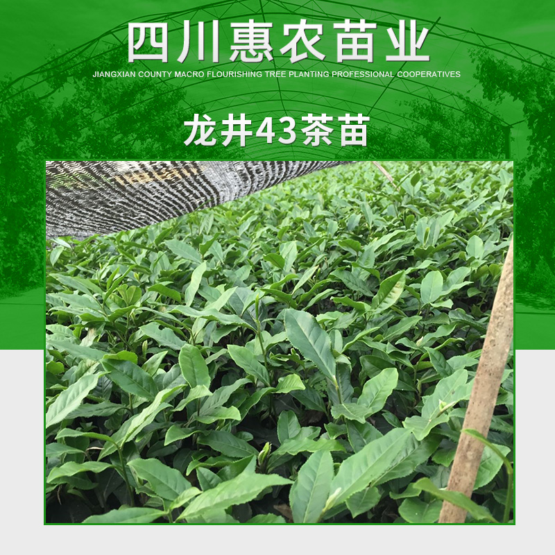 四川惠农苗业供应龙井43茶苗 良种无性系茶树苗 龙井绿茶苗木