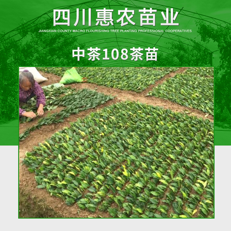 雅安市中茶108茶苗厂家