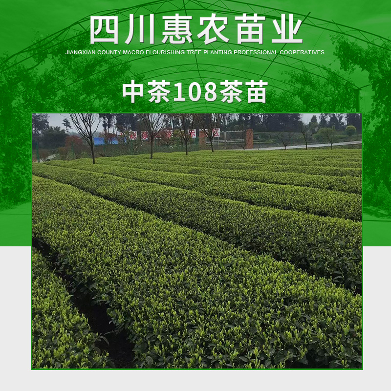 雅安市中茶108茶苗厂家四川惠农苗业供应中茶108茶苗 特早生种茶 中茶108茶树苗木