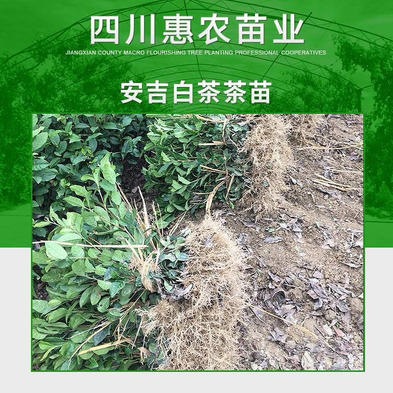 四川惠农苗业供应安吉白茶茶苗 浙江名茶茶苗 良种白茶苗木