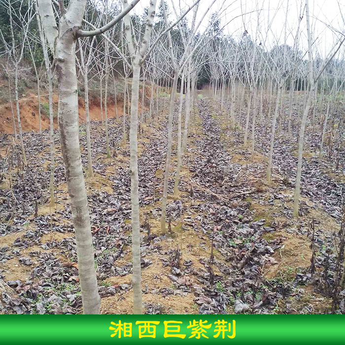 永顺芳龙花木种苗供应湘西巨紫荆种苗  湖南乡土树种湘西巨紫荆苗木批发