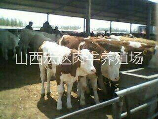 供应用于养殖的利木赞牛，品种好，价格低图片