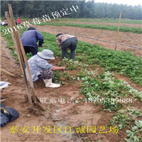 供应草莓苗种植基地山东草莓苗种植图片
